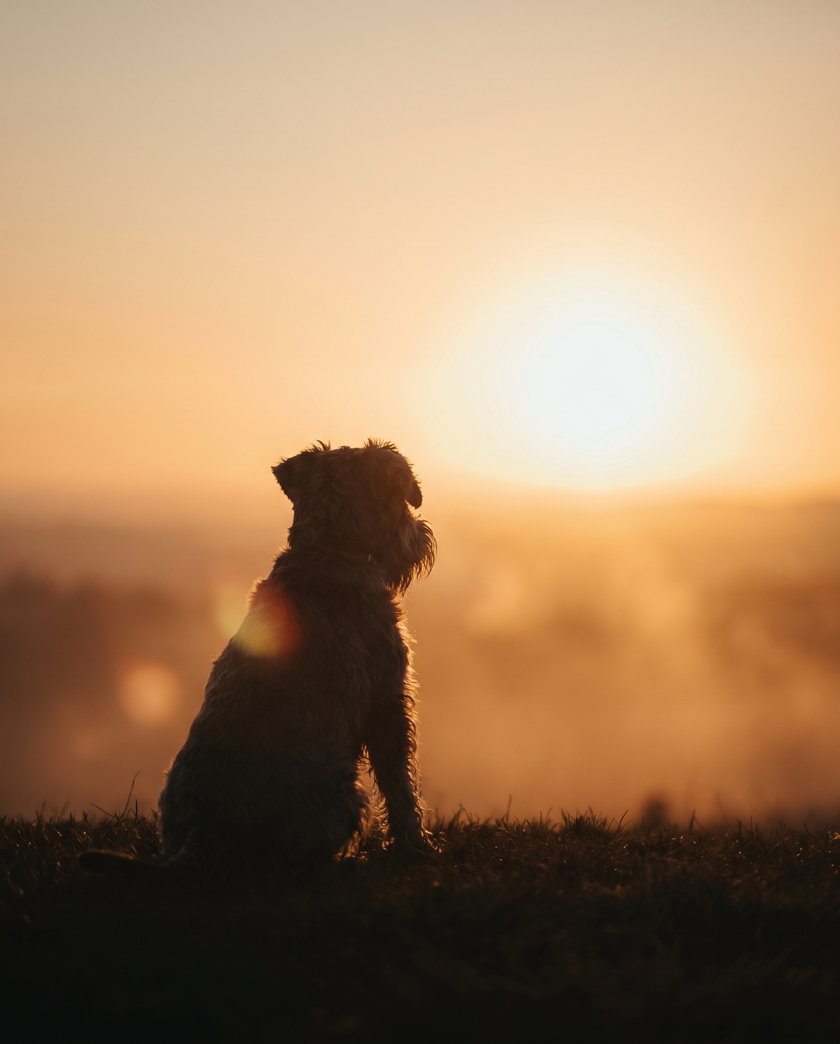 Libro Digital de Homenaje para tu Mascota